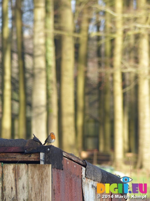 LZ00531 Robin on shed roof in St Fagans